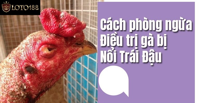 Mách bạn vài lưu ý phòng ngừa bệnh nổi trái ở gà