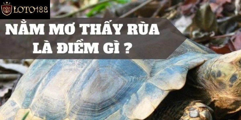 Nằm mơ thấy rùa ý nghĩa là gì?